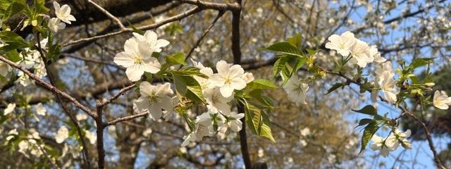 日曜日 腐花さんの壁紙画像