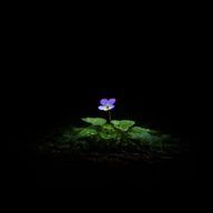 日曜日 腐花さんのアイコン画像