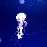 かさんのアイコン画像