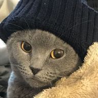 帝王さんのアイコン画像