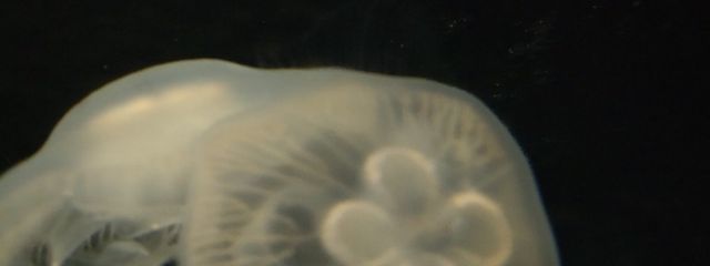 やさなさんの壁紙画像