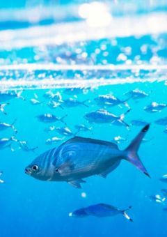 ---優等生とヤンキーさん---