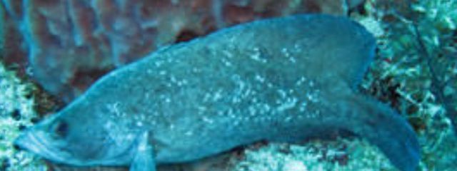 泡沫さんの壁紙画像