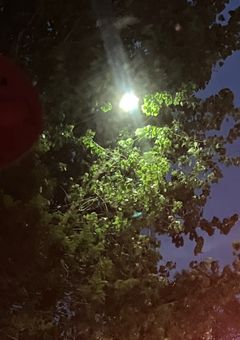 窓越しの緑に恋をした