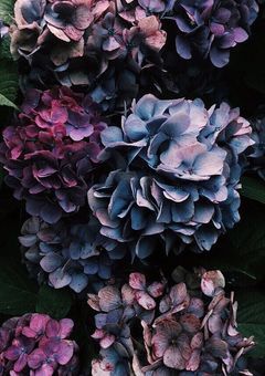 ｰ紫陽花ｰ