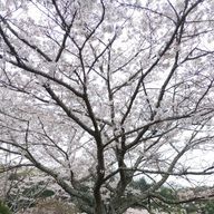 明美さんのアイコン画像