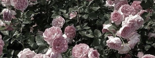     速水さんの壁紙画像