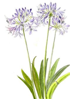 Agapanthus