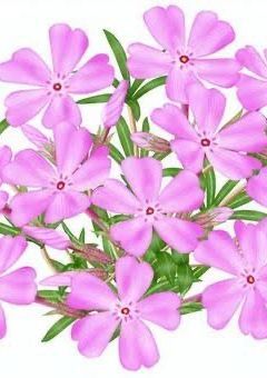 Moss phlox