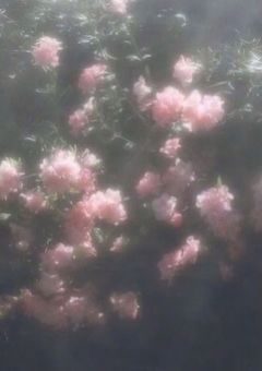 好きな人はずっと好き