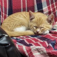 Maika⛄️💛💖担さんのアイコン画像