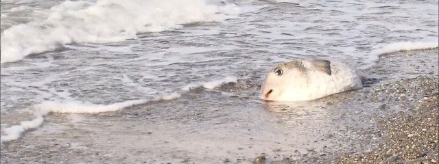 ヘビよりの猫さんの壁紙画像