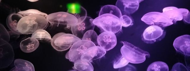 翡翠さんの壁紙画像