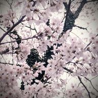 翡翠さんのアイコン画像