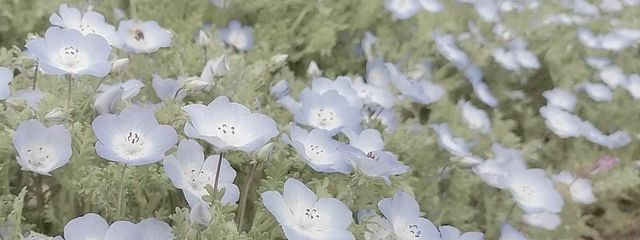 क॑ Ⴑ 𑗇 ﾁｬｿ💖さんの壁紙画像