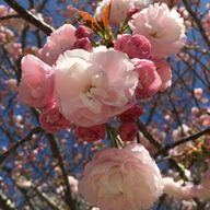 みどりさんのアイコン画像