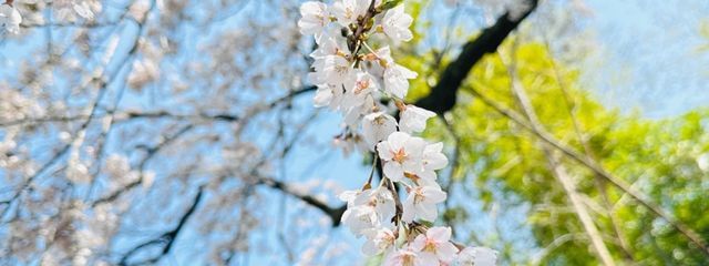 りりさんの壁紙画像