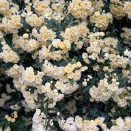 わたあめさんのアイコン画像