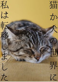 猫か犬の世界に私は転移しました