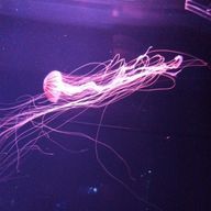 しがない兎の星使いさんのアイコン画像