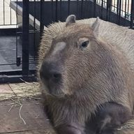 まおさんのアイコン画像