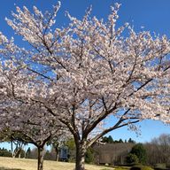 Machikaさんのアイコン画像