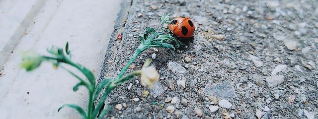 RoLさんの壁紙画像