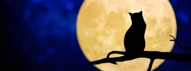 瑠璃@🐈⬛🌙さんの壁紙画像