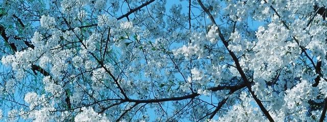 澪さんの壁紙画像