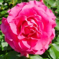 推し様てぇてぇさんのアイコン画像