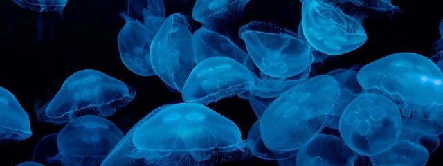 海月。さんの壁紙画像