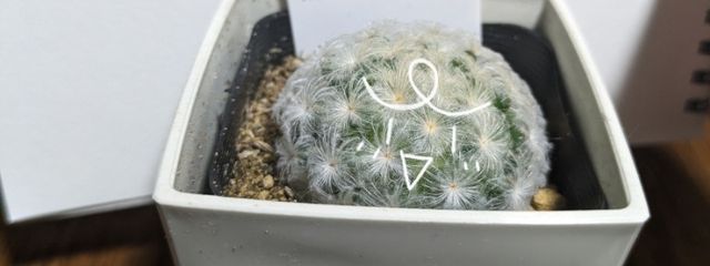 フクロウさんの壁紙画像