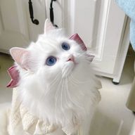 たこさんのアイコン画像