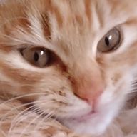 ぬこ🐱さんのアイコン画像