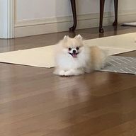 🐸🍊さんのアイコン画像