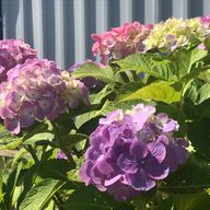 アール/まほろば@誰かグノパロ描いてほしいさんのアイコン画像