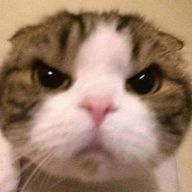 さ と うさんのアイコン画像