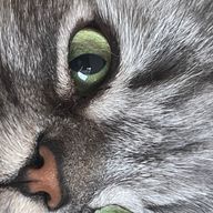 みけさんのアイコン画像