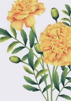 3本のマリーゴールド