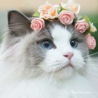 夜桜舞さんのアイコン画像