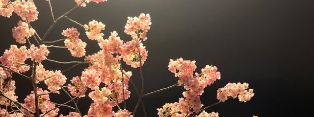 Killbill࿐⋆*さんの壁紙画像