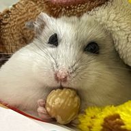 Ryuさんのアイコン画像