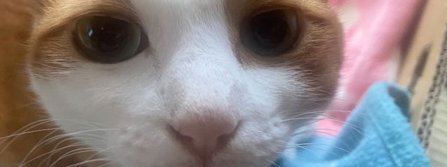 加奈さんの壁紙画像