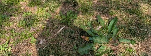 ﾊﾞﾅﾅﾐﾙｸ🥧プロセカスマホ勢さんの壁紙画像