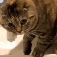 <(T◇Tll)>さんのアイコン画像