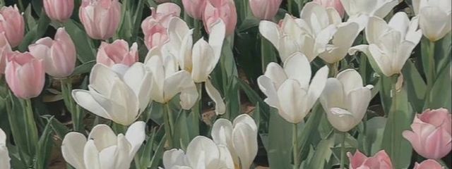 Tさんの壁紙画像