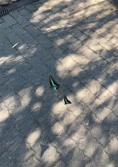 『あなたは今日から源清麿にされました』