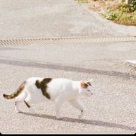あみさんのアイコン画像