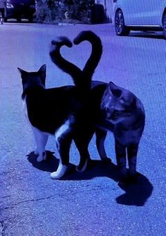 SnowManの人に私は拾われた