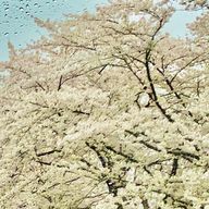 桜花さんのアイコン画像